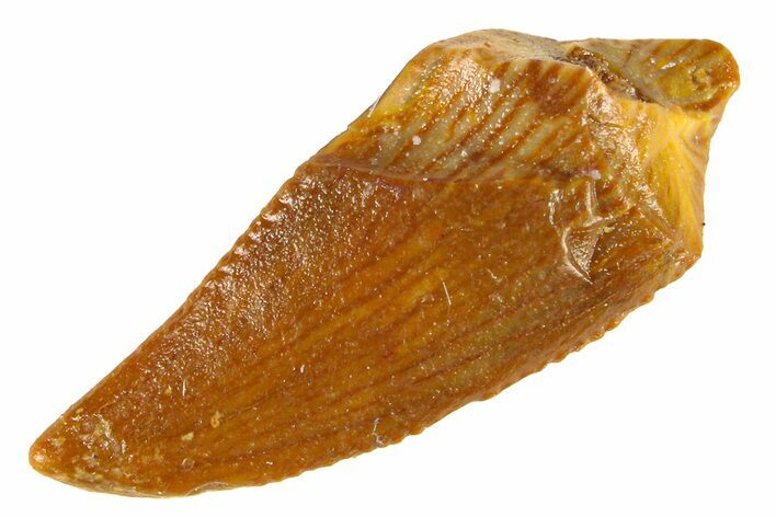 Serrated Raptor Tooth - Real Dinosaur Tooth #300796